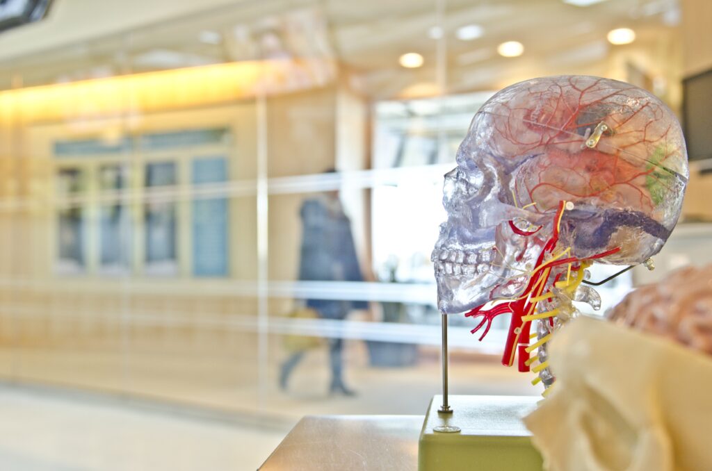 a plastic model of a brain with vessels